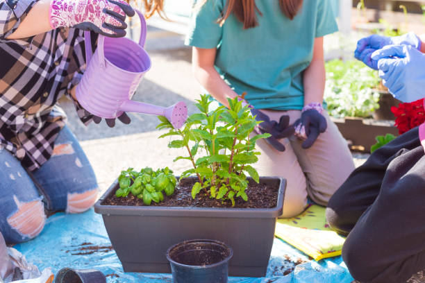 Close-up photo of planting herbs on home terrace with children